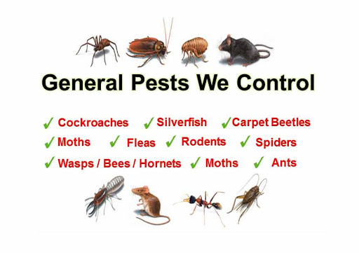 Pest Control in Yonkers